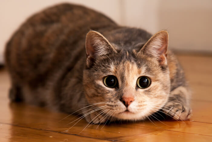 Un chat aux yeux écarquillés au milieu de « zoomies », arborant une expression exaltante et légèrement sauvage alors qu'il court avec une énergie incontrôlable.