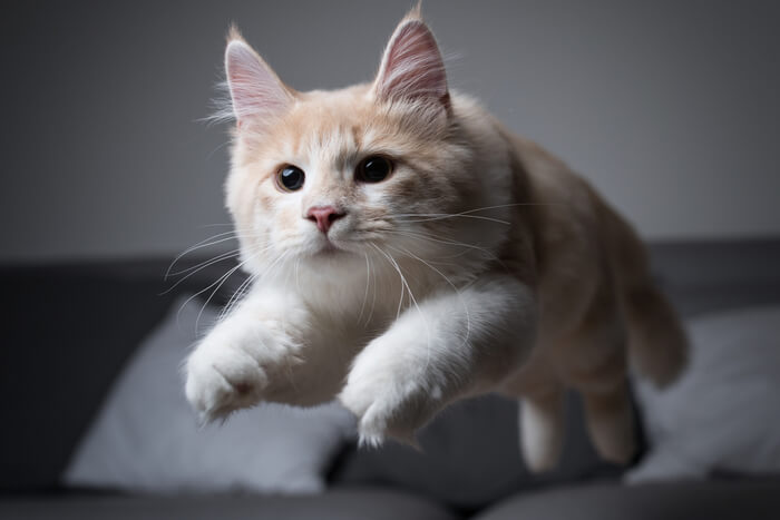 Un chat joueur qui se précipite dans la pièce dans un élan d'énergie, avec sa fourrure gonflée et sa queue arquée, pris dans l'acte palpitant de vivre des « zoomies ».