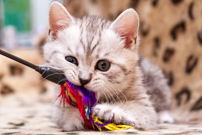 Jouet à plumes pour chat Zoomies