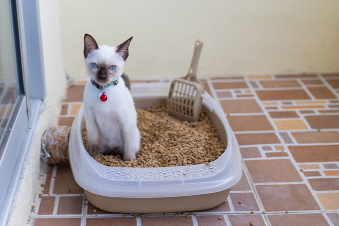 Chat dans une litière.