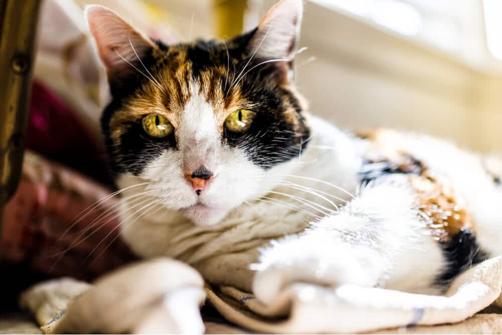 Insuffisance rénale chez le chat Maladie rénale chronique