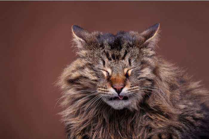 Une image capturant un chat Maine Coon en train d'éternuer.