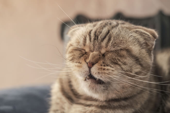 Une image montrant un chat Scottish Fold surpris en train d'éternuer.