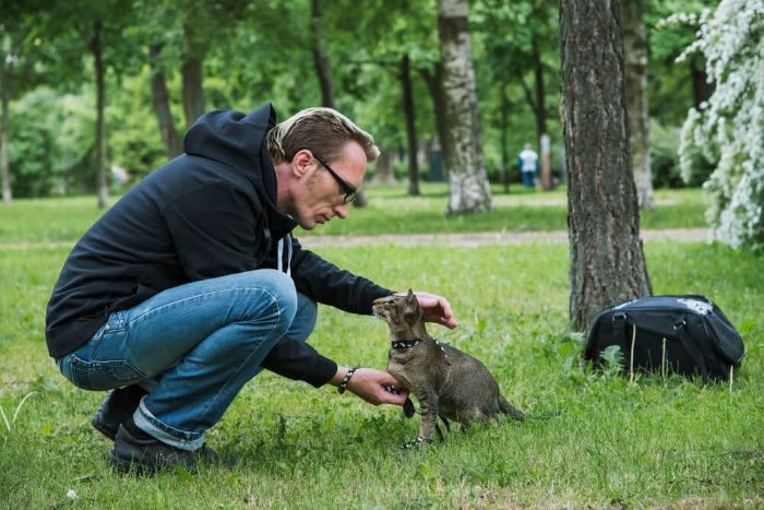 comment apprendre à votre chat à marcher en laisse