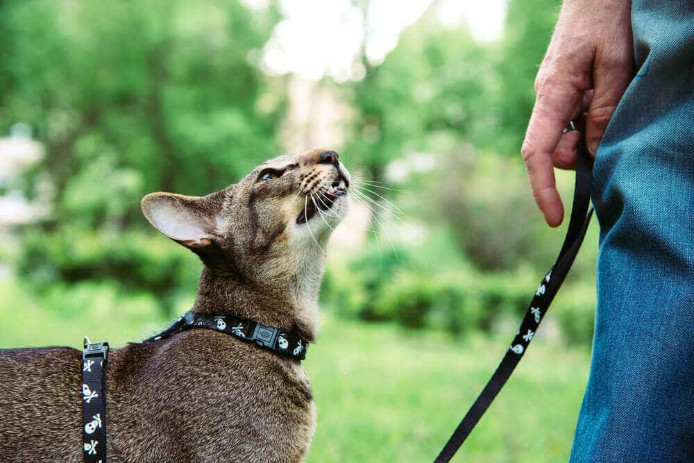 Comment promener un chat en laisse