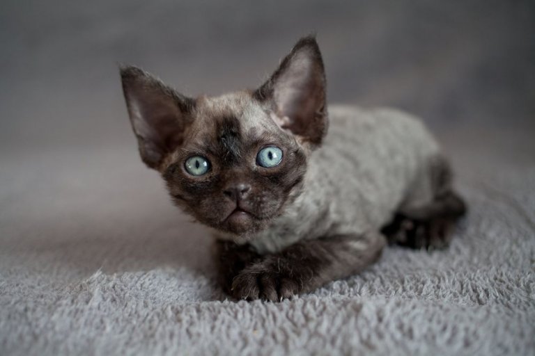 Devon Rex Cat Care