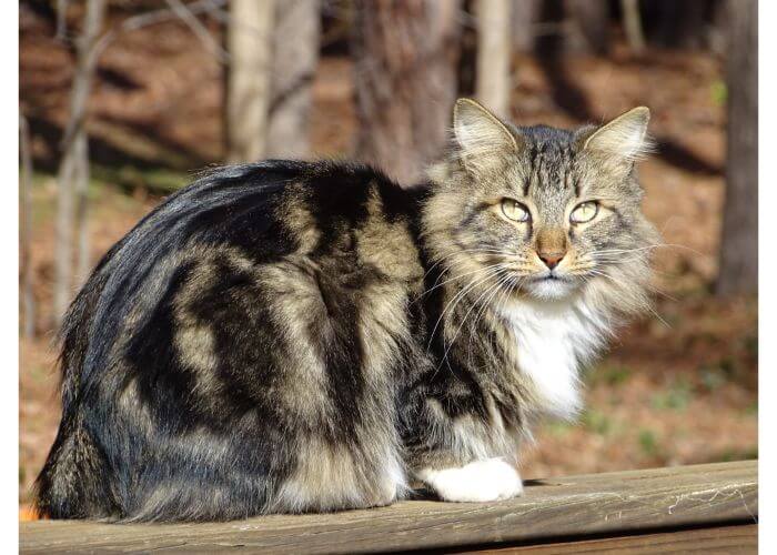 Chat Bobtail Américain dans la forêt