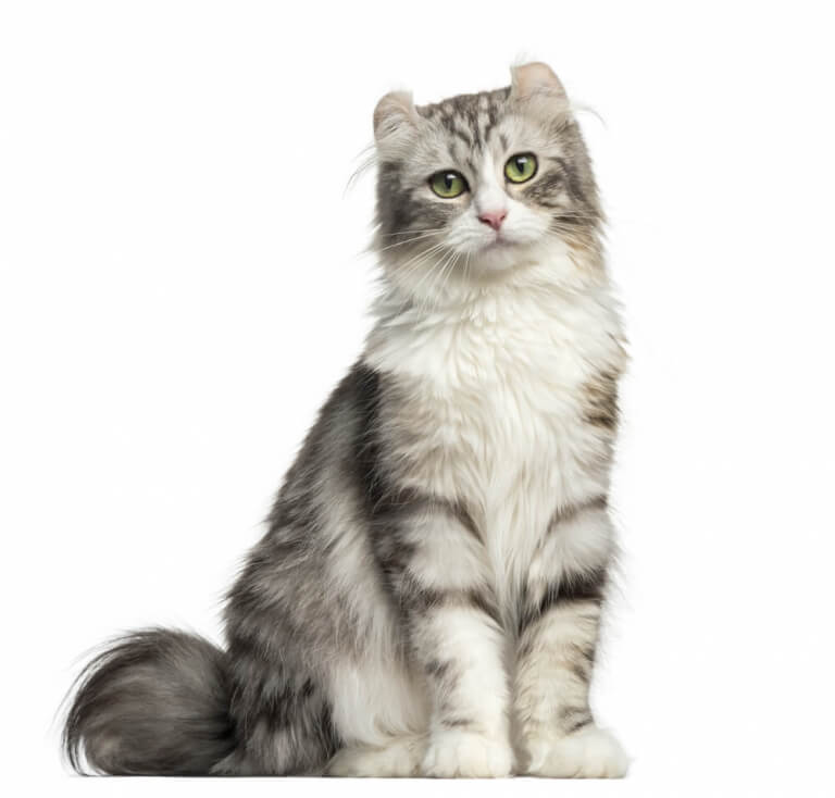 American Curl Histoire du chat