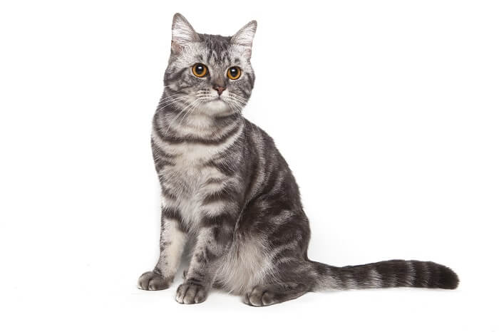 Chat American Shorthair, dégageant un charme félin classique et durable