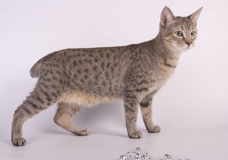 About the Bobtail Américain Cat