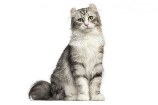 American Curl