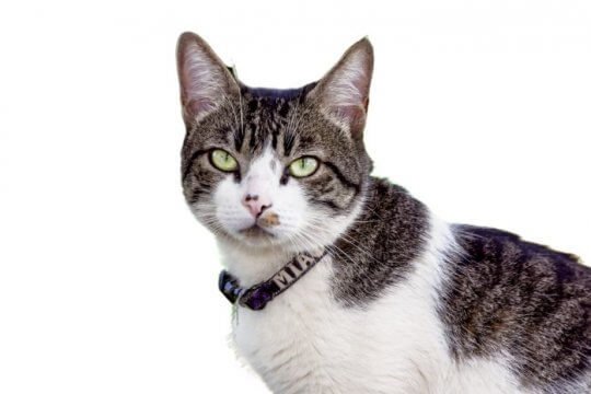 American Wirehair