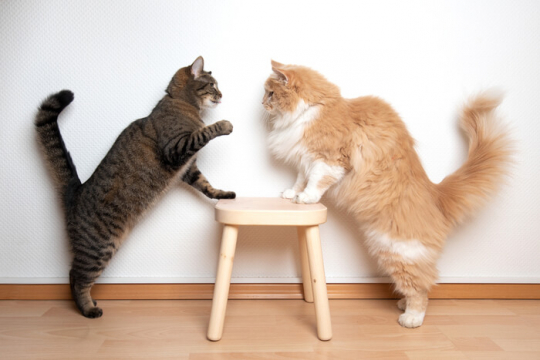 Mes chats jouent-ils ou se battent-ils ?