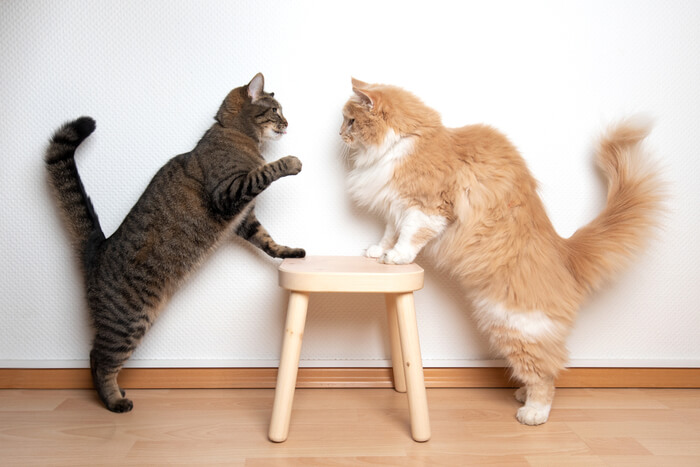 Une image représentant des chats s’engageant dans des interactions qui brouillent la frontière entre le combat et le jeu, soulignant la nature parfois ambiguë du comportement félin.