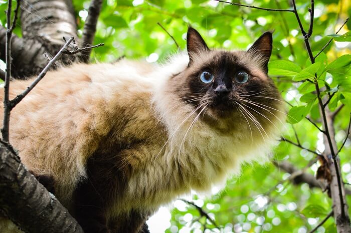 Une photographie mettant en vedette un gracieux chat balinais, mettant en valeur son pelage luxueux et son comportement raffiné.