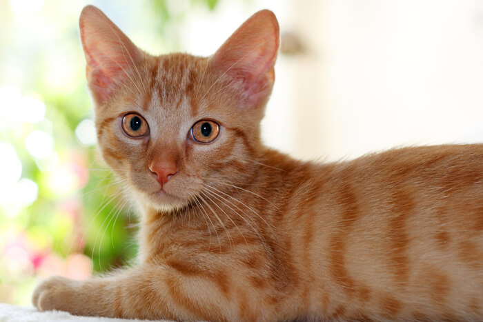 Chat orange assis et regardant attentivement