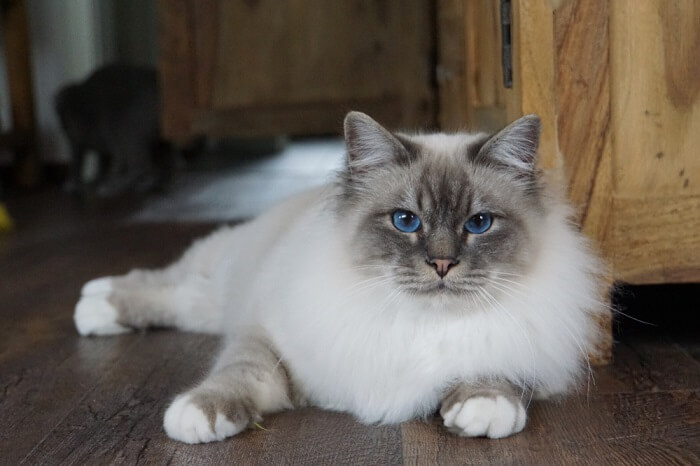 Une image capturant l'essence royale d'un chat Birman, mettant en valeur son apparence frappante et sa disposition composée.