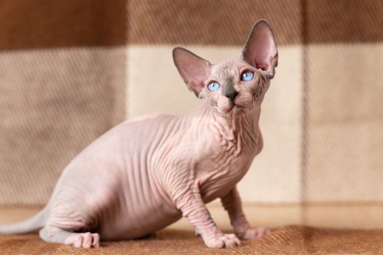 About the Sphinx Cat