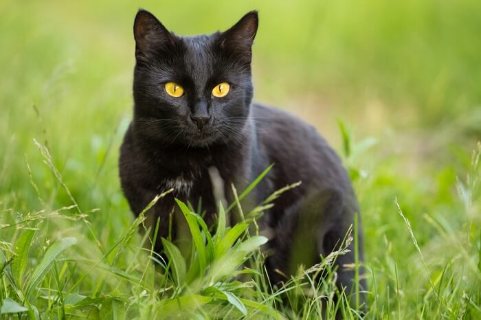 Une image capturant l'essence captivante d'un chat de Bombay