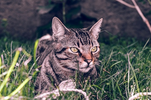 Brésilien à poil court Cat Care