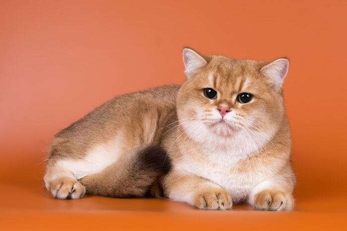 About the British Shorthair Chat