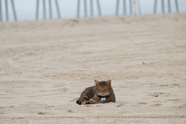 About the Chat à paillettes de Californie Chat