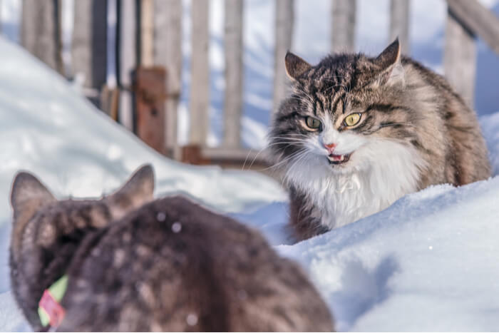 Des chats se battent dans la neige