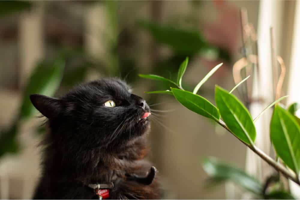 Chat mâchonnant une plante d'intérieur