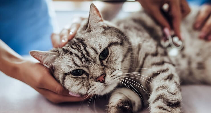 Une image représentant un chat subissant un examen complet chez le vétérinaire.