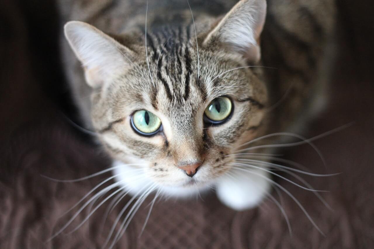 Un chat regardant directement la caméra, interagissant avec le spectateur et affichant son regard captivant