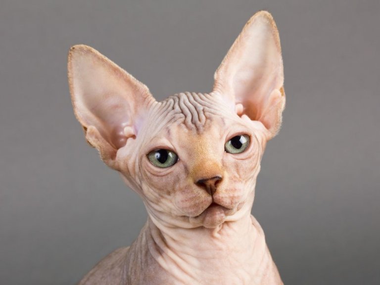 Sphinx Cat Care