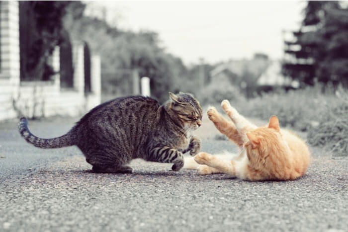 Des chats capturés dans un moment d'interaction, soulevant la question de savoir s'ils se battent ou jouent, illustrant la complexité des comportements félins.