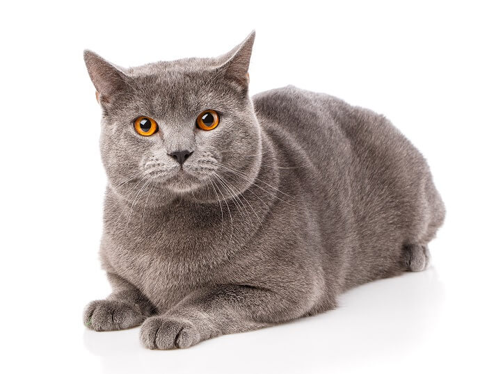 Chat chartreux