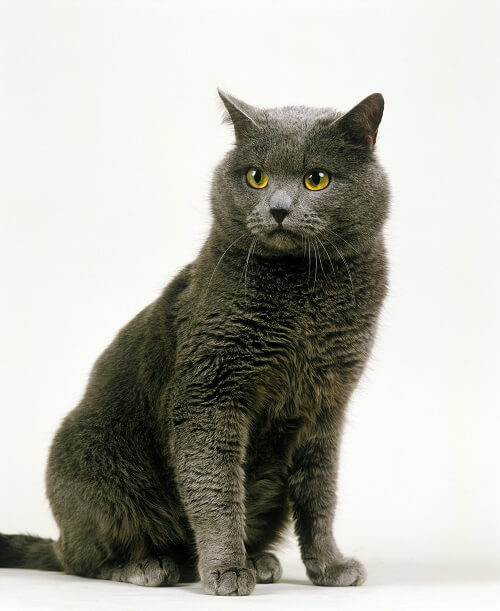 Chartreux Histoire du chat