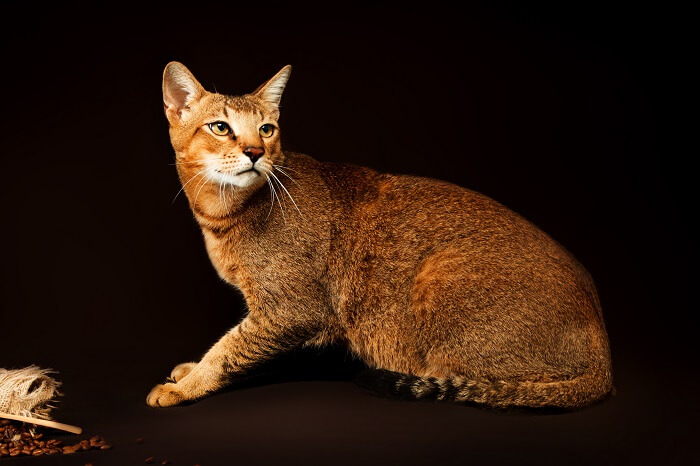 Chat Chausie