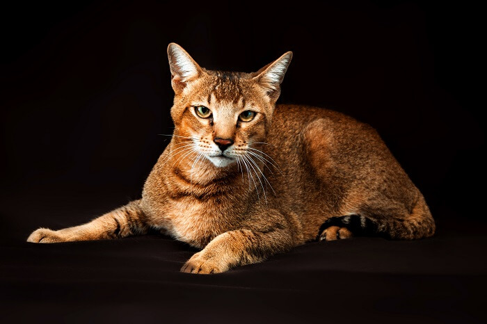 Image de chats Chausie, reconnus pour leur apparence sauvage et leur motif de pelage distinctif, dans une pose de groupe captivante et enchanteresse.