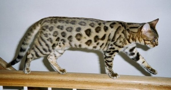 Guépard Cat Care