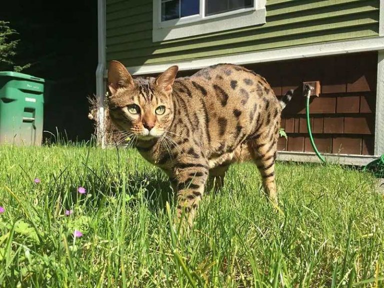 Guépard Histoire du chat