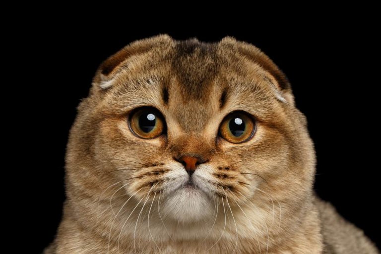 About the Scottish Fold (pli écossais) Cat