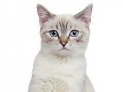 Colorpoint Shorthair cat