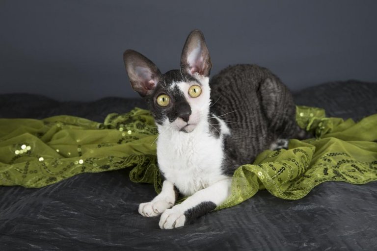 Cornish Rex Histoire du chat