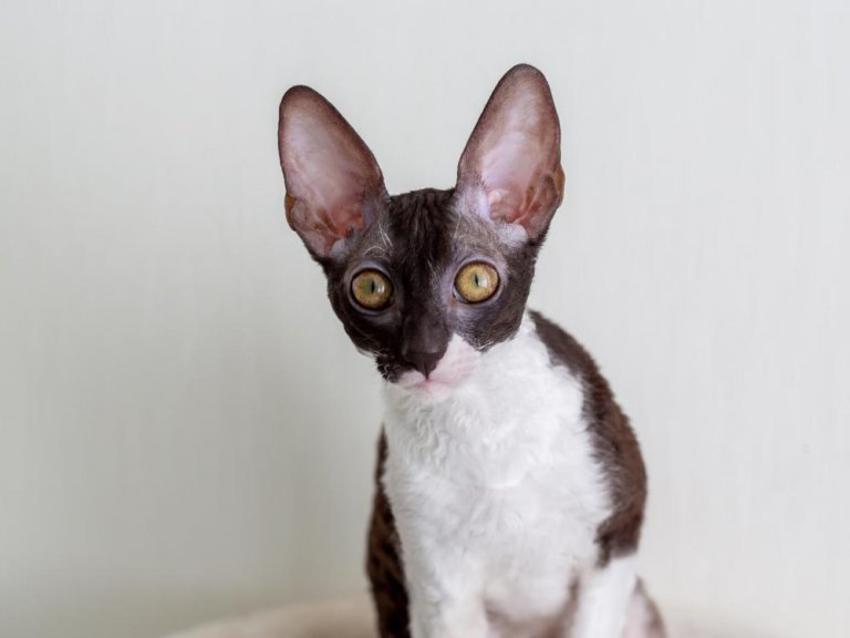 About the Cornish Rex Chat