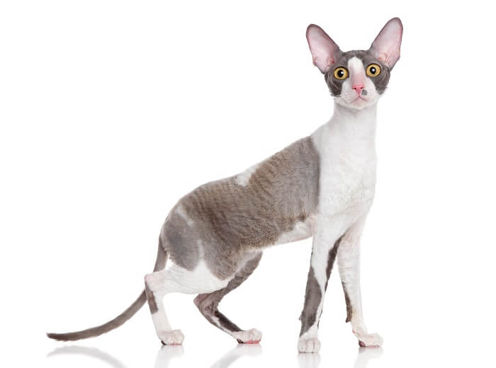 Image d'un chat Cornish Rex, connu pour son pelage bouclé unique et sa silhouette élancée, assis curieusement et mettant en valeur sa caractéristique distinctive et attachante.