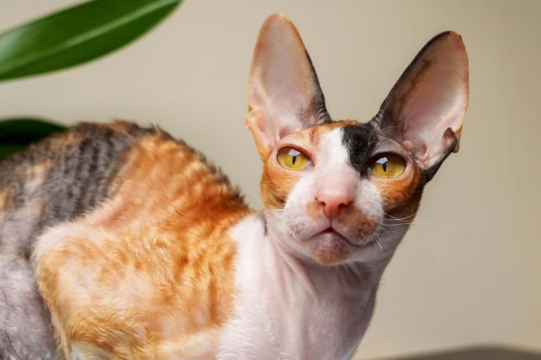 About the Cornish Rex Cat