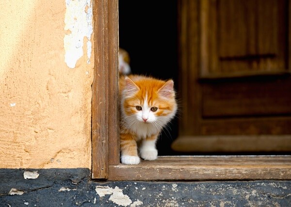 Cymrique Histoire du chat