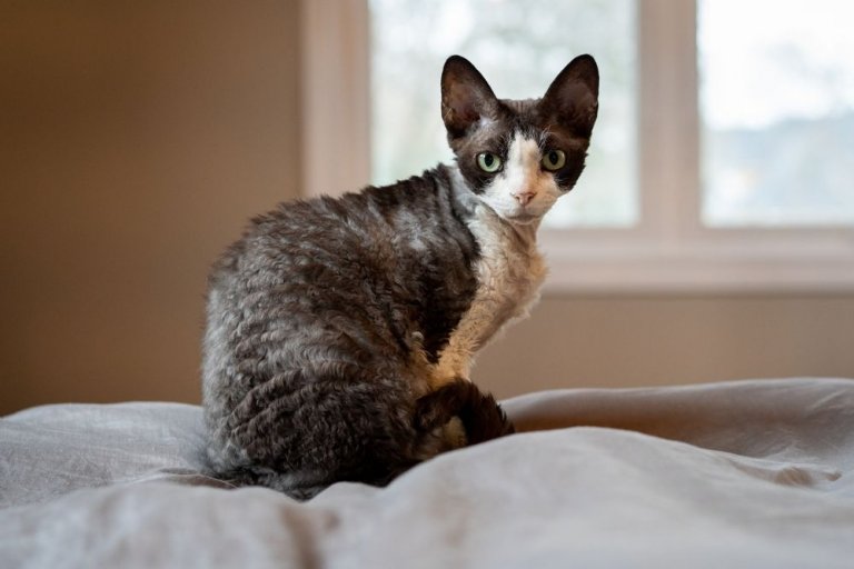 Devon Rex Histoire du chat