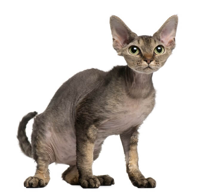 Image d'un chat Devon Rex, connu pour son pelage bouclé unique et ses grandes oreilles, assis curieusement et mettant en valeur sa caractéristique distinctive et attachante.