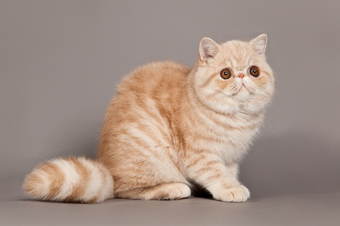 About the Exotic Shorthair Chat