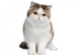 Exotic shorthair cat