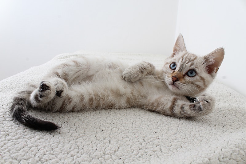 Un chaton joueur qui dort paisiblement sur le dos, affichant un moment de repos insouciant et attachant pendant la récréation